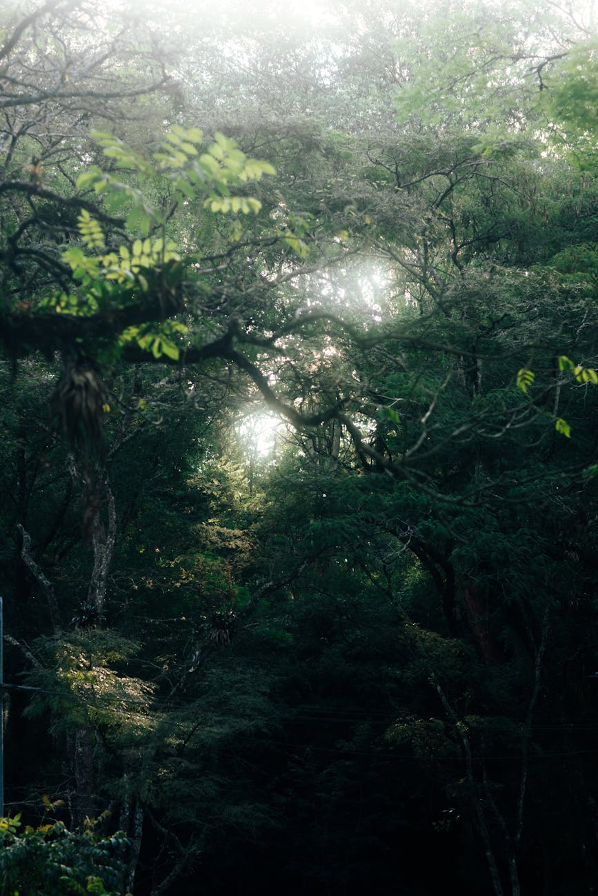 Slow Burn, High Stakes, and One Girl Caught in the Flames: A Glow of the Everflame Review